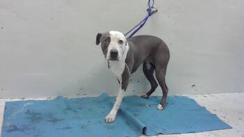 American Staffordshire Terrier and Mixed Breed Dogs Available for Adoption - A2065611 | PetCurious