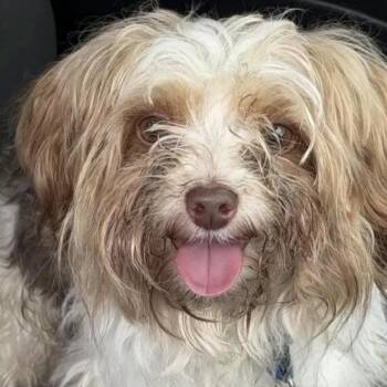 Woody -  Yorkshire Terrier Dog for Adoption in Arlington, Virginia - Woody | PetCurious