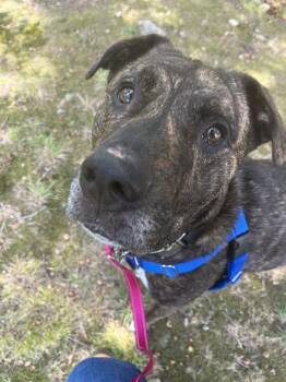 HERSHEY -  Labrador Retriever and Mixed Breed Dog for Adoption in Barnstable, Massachusetts - HERSHEY | PetCurious