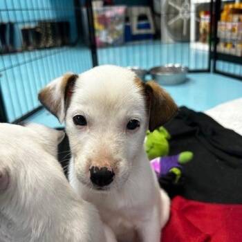 Mixed Breed Dogs Available for Adoption in Poplar Bluff, Missouri - Lacey | PetCurious