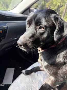 Kisses -  Border Collie Dog for Adoption in The Woodlands, Texas - Kisses | PetCurious