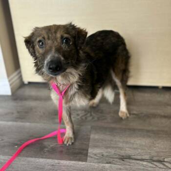 Australian Shepherd Dogs Available for Adoption in Chino Hills, California - Twix - Chino Hills Location | PetCurious