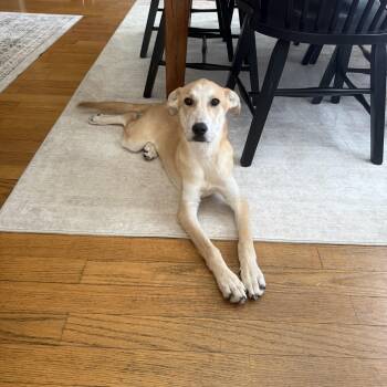 Marsie -  Labrador Retriever and Mixed Breed Dog for Adoption in Rock Hill, South Carolina - Marsie | PetCurious