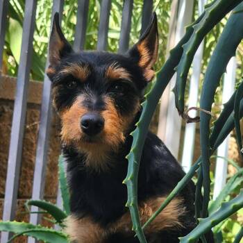 Ms Fabulous Chabella -  Terrier and Yorkshire Terrier Dog for Adoption in Ridgefield, Washington - Ms Fabulous Chabella | PetCurious
