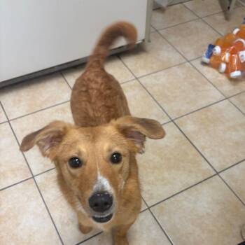 Gypsy -  Miniature Dachshund Dog for Adoption in Pekin, Illinois - Gypsy | PetCurious