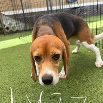 Lulu 1427 -  Beagle Dog for Adoption in Loxahatchee Groves, Florida - Lulu 1427 | PetCurious