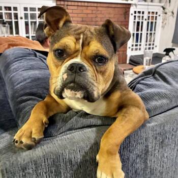 Bubbles -  Bulldog and Mixed Breed Dog for Adoption in Mead, Colorado - Bubbles | PetCurious