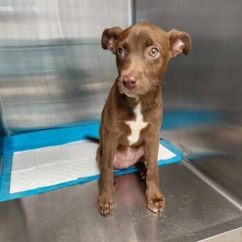 Hazelnut 26-09-107 -  Terrier and Mixed Breed Dog for Adoption in Bastrop, Texas - Hazelnut 26-09-107 | PetCurious