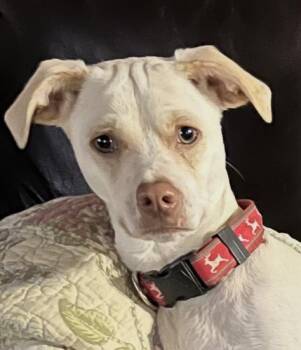 Memphis -  Terrier and Fox Terrier Dog for Adoption in New Braunfels, Texas - Memphis | PetCurious