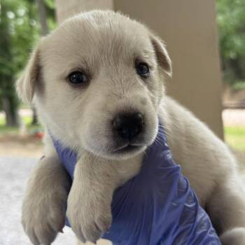 Husky and Mixed Breed Dogs Available for Adoption in Lucedale, Mississippi - FEMALE PUP 4 | PetCurious
