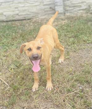 Digory -  Black Mouth Cur and Retriever Dog for Adoption in Seabrook, Texas - Digory | PetCurious