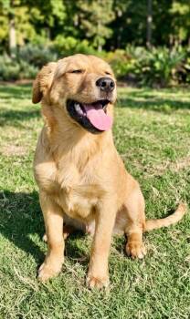 Golden Retriever and Labrador Retriever Dogs Available for Adoption in Rockwall, Texas - Stormy | PetCurious