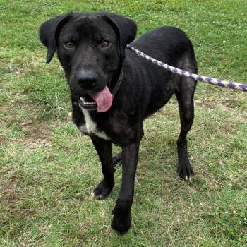 Baxter -  Labrador Retriever and Mixed Breed Dog for Adoption in Hackett, Arkansas - Baxter | PetCurious