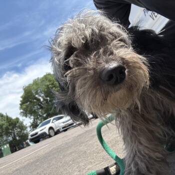Tessa -  Mixed Breed and Miniature Schnauzer Dog for Adoption in West Chester, Pennsylvania - Tessa | PetCurious