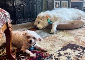 Grannie -  Mixed Breed Dog for Adoption in Cincinnati, Ohio - Grannie | PetCurious