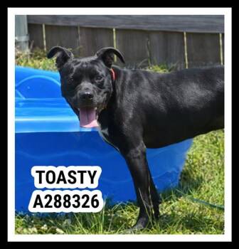 Mixed Breed Dogs Available for Adoption in Macon, Georgia - TOASTY | PetCurious