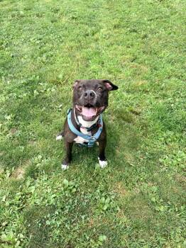 Autumn -  Pit Bull Terrier Dog for Adoption in Seville, Ohio - Autumn | PetCurious