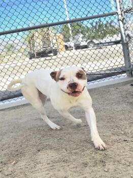 Rescue Pit Bull Terrier Dogs for Adoption in Thousand Palms, California - COCO | PetCurious