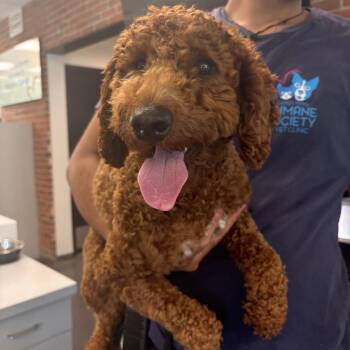 LVH-Stray-13900 -  Poodle Dog for Adoption in Allentown, Pennsylvania - LVH-Stray-13900 | PetCurious