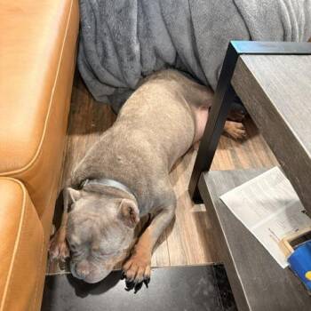 Cheetah -  English Bulldog Dog for Adoption in Austin, Texas - Cheetah | PetCurious