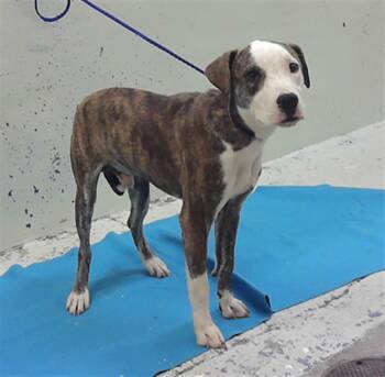 MAVRICK -  Staffordshire Bull Terrier and Mixed Breed Dog for Adoption in Houston, Texas - MAVRICK | PetCurious