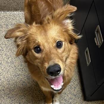 Mixed Breed Dogs Available for Adoption - Toast | PetCurious