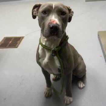 Mixed Breed Dogs Available for Adoption in Columbus, Georgia - 04/12/2026-Stray-EastwoodDrive | PetCurious