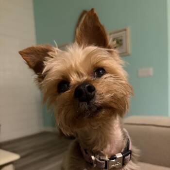 Yorkshire Terrier Dogs Available for Adoption - Ernestine Louis | PetCurious