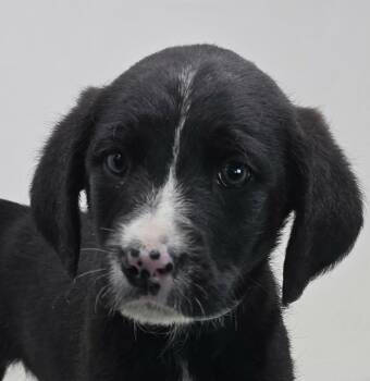 Labrador Retriever and Spaniel Dogs Available for Adoption - Zesty | PetCurious