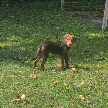 Brownie -  Terrier and Poodle Dog for Adoption in Dayton, Ohio - Brownie | PetCurious