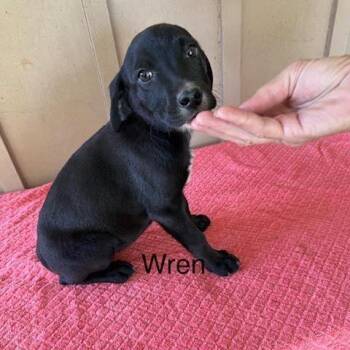 Mixed Breed Dogs Available for Adoption - Wren | PetCurious