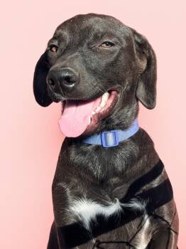 Echo -  Black Labrador Retriever and Pit Bull Terrier Dog for Adoption in Evergreen, Colorado - Echo | PetCurious