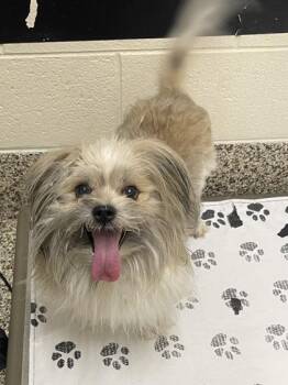 Squid -  Mixed Breed Dog for Adoption in Westland, Michigan - Squid | PetCurious