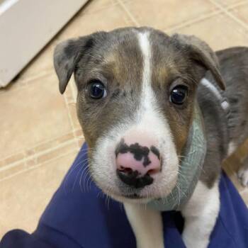 Rescue Labrador Retriever Dogs for Adoption in Woodstock, Ontario - Vladdi | PetCurious