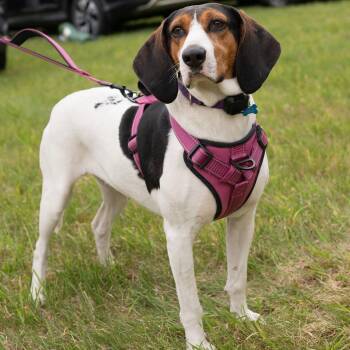 Sadie -  Mixed Breed Dog for Adoption in Hopkinton, Massachusetts - Sadie | PetCurious