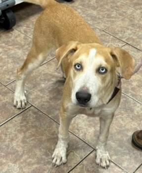 Kirby -  Anatolian Shepherd Dog for Adoption in Littleton, Colorado - Kirby | PetCurious