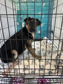 Shepherd and Mixed Breed Dogs Available for Adoption - Scooter | PetCurious