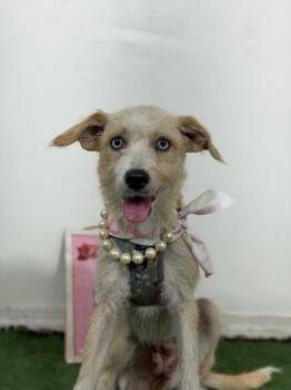 Marie-One of our Amazing Rescue Dogs -  Schnauzer and Border Terrier Dog for Adoption in Carlsbad, California - Marie-One Of Our Amazing Rescue Dogs | PetCurious