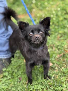 Chihuahua Dogs Available for Adoption - Camilla | PetCurious