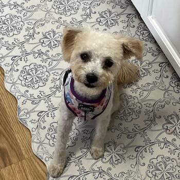 Poodle Dogs Available for Adoption - Lamb Chop | PetCurious