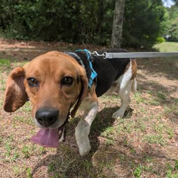 Rubin -  Beagle Dog for Adoption in Wake Forest, North Carolina - Rubin | PetCurious
