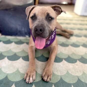 Cactus Guy -  Pit Bull Terrier and Blue Lacy Dog for Adoption in Austin, Texas - Cactus Guy | PetCurious