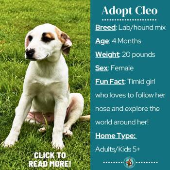Cleo -  Hound and Terrier Dog for Adoption in Metamora, Michigan - Cleo | PetCurious