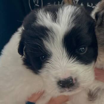 Great Pyrenees and Border Collie Dogs Available for Adoption in Austin, Texas - Pepper | PetCurious