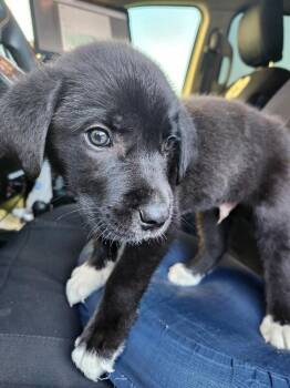 Kesler -  Mixed Breed Dog for Adoption in Mobile, Alabama - Kesler | PetCurious