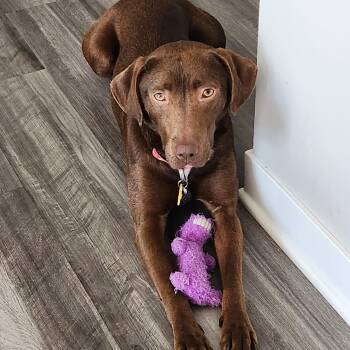 Labrador Retriever Dogs Available for Adoption in Indianapolis, Indiana - Pixie | PetCurious