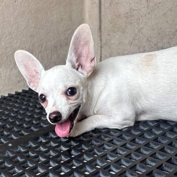 Zero -  Chihuahua Dog for Adoption in San Gabriel, California - Zero | PetCurious