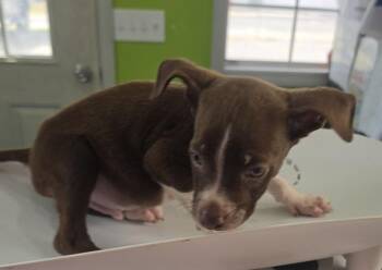 Chocolate -  Hound Dog for Adoption in Cleveland, Tennessee - Chocolate | PetCurious