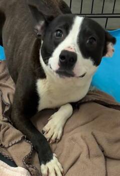 Mixed Breed Dogs Available for Adoption - TEDDY | PetCurious