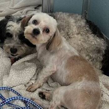 Rescue Mixed Breed Dogs for Adoption in Northbrook, Illinois - Marty | PetCurious